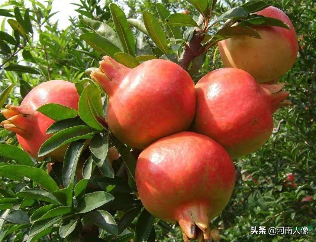 石榴的价值和象征意义