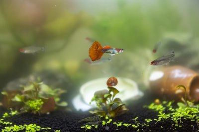 ​孔雀鱼买来不到一周就集体死亡？问题可能根本不在你！