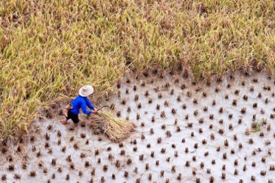 ​中国农民，一亩三分地？揭秘真相远比你想象的复杂！
