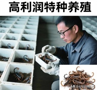 ​投资2万养蝎子，一年能赚多少？揭秘特种养殖的财富密码！