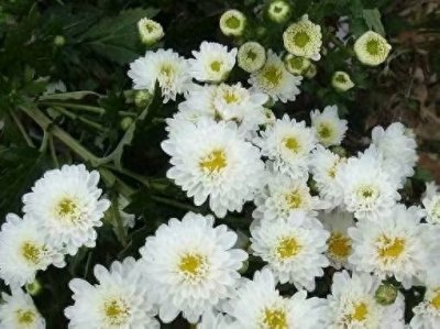 ​中国四大名菊你认得吗