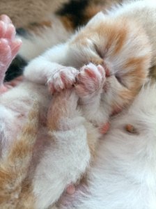 ​为什么猫咪总喜欢踩奶？揭秘这一可爱行为背后的秘密！