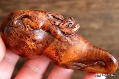 ​北方黄花梨：麻梨疙瘩，究竟是什么树？