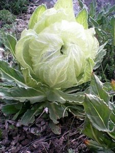 ​十大名贵中药雪莲与成药（1）—温肾助阳，祛风胜湿，通经活血