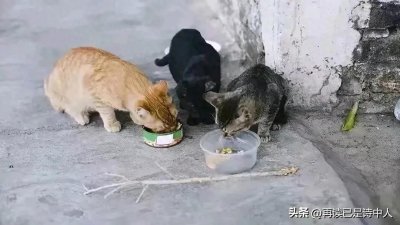 ​停止随意喂流浪猫的虚伪善良，自己在害死多少生命却不自知！