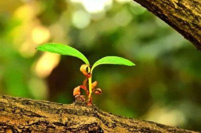 ​农村有句俗语“一年两个春，带毛的贵如金”，说的是什么意思呢？