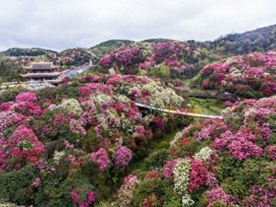 ​贵州毕节百里杜鹃：花海中的绝美宛如仙境