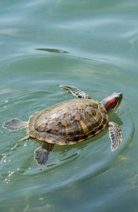 ​不同水龟饲养方式大揭秘：科学养龟指南助你打造“龟适”生活