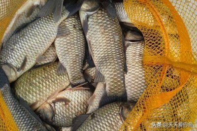 ​五款自制饵料配方，鲫鱼疯狂着迷，杂鱼不沾，盛夏野钓大板鲫必备