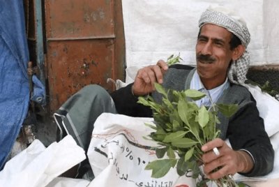 ​一棵草毁掉一个国家，也门人无法抗拒的恰特草，到底有多危险？