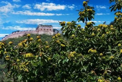 ​中国板栗的奇妙王国，8大主产区揭秘，你知道哪几个