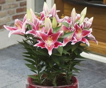 ​百合花的养殖方法和注意事项，庭院百合花的养殖方法和注意事项？