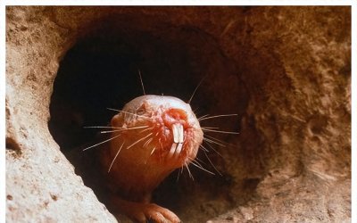 ​探秘非洲沙漠深处的神秘生物：裸鼹鼠的奇妙世界