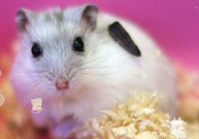 ​怀孕的仓鼠应该吃什么和注意事项