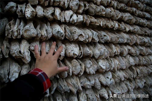 广东明清古镇藏神秘古“蚝宅”！数万蚝壳鳞次栉比引爆密集恐惧