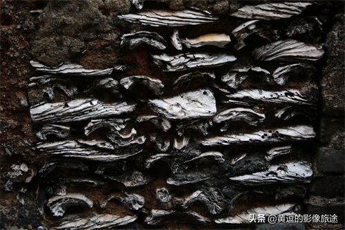 广东明清古镇藏神秘古“蚝宅”！数万蚝壳鳞次栉比引爆密集恐惧