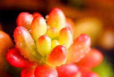 ​多肉虹之玉，易成老桩爱群生，叶片七彩半透明，人称“普货之王”