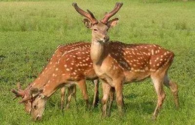 ​想搞特种养殖，先看懂这一篇