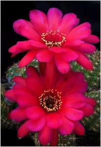 ​分享图片，仙人球开花，多种颜色，多种姿态大全，太美了