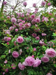 ​3种月季，长得快不怕晒，香如兰花，好养如绿萝，谁看谁喜欢