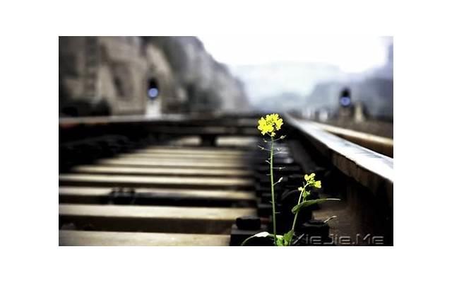 创始元灵的师傅（创始元灵有四个徒弟）