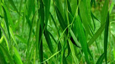 ​柳树枝泡多久浇花