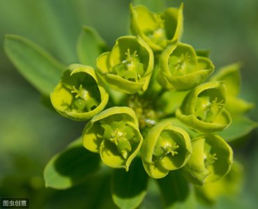 ​一种植物，名叫“五朵云”，野外很常见，观赏价值高