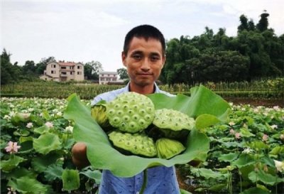 ​莲蓬是不是水果，它被古人称为“脾之果”，滋补佳品，解暑又健脾