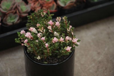 ​虹之玉怎么浇水