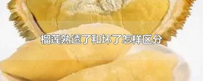 ​榴莲熟烂了是什么样 榴莲特别软是坏了还是熟过了