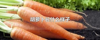 ​胡萝卜长什么样子