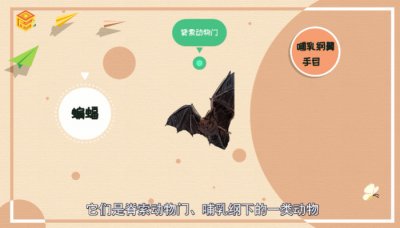 ​蝙蝠属于鸟类吗
