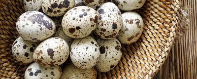 ​鹌鹑蛋和鸽子蛋的区别