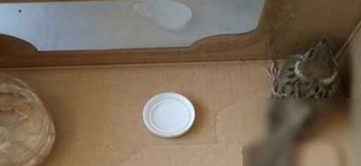 ​野生麻雀为什么在家中养不活是真的吗？