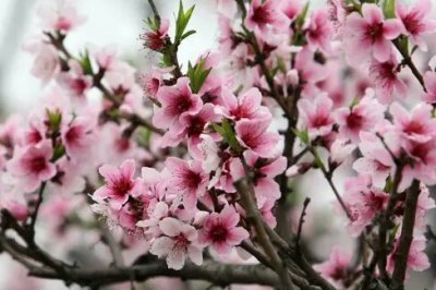 ​十桃九蛀？如何防治桃食心虫的危害？桃小食心虫篇