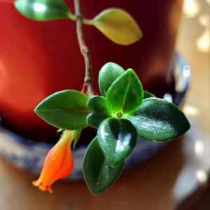 ​金鱼花养护技巧：如何养出更旺盛的金鱼花