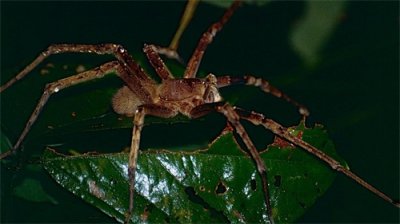 ​咬一口致男子勃起，“自然界的伟哥”了解巴西游走蛛的神秘世界！