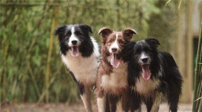 ​最聪明的狗边境牧羊犬智商比过人 狗界的爱因斯坦