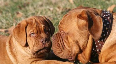 ​最适合家养的护卫犬，地球上10大护卫犬