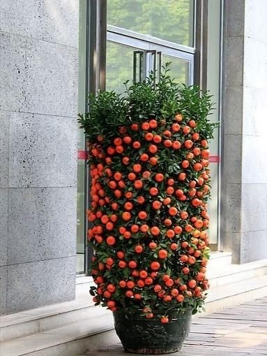 新年的习俗,你还记得新年的各种喜庆老习俗么?图2