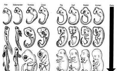 ​人和自然的关系，达尔文的进化论真的可靠？人类真的是由猿人而来的吗？