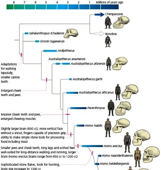 人和自然的关系，达尔文的进化论真的可靠？人类真的是由猿人而来的吗？图4