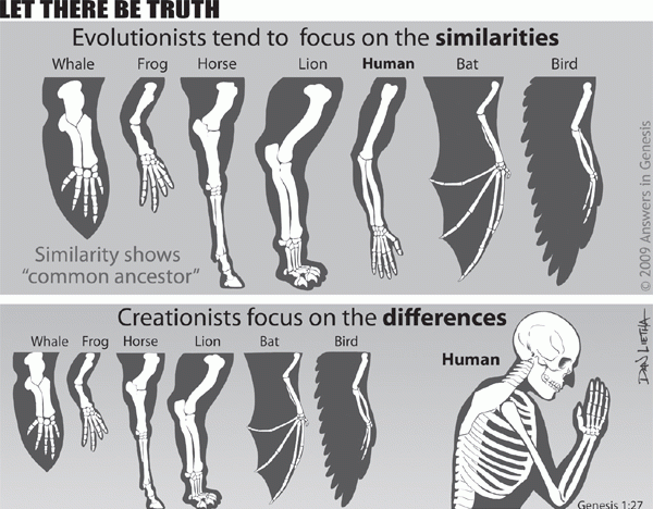人和自然的关系，达尔文的进化论真的可靠？人类真的是由猿人而来的吗？图3
