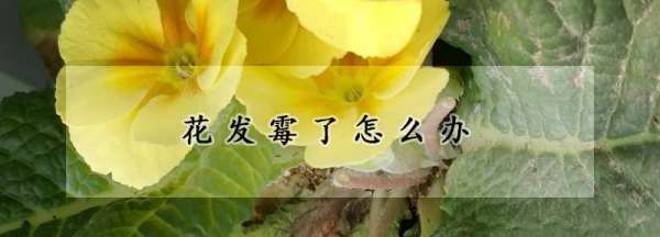 干花发霉还能要,保存干花的方法 如何将干花保存的更长久一些图4