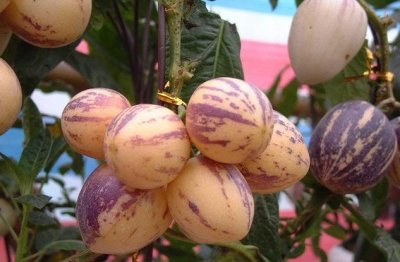 ​香瓜茄别名人参果，是一种高营养水果，果肉清香多汁