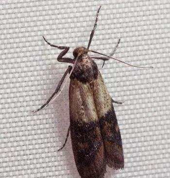 厨房虫子种类,家中厨房常见虫子有哪些图8