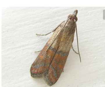 厨房虫子种类,家中厨房常见虫子有哪些图7