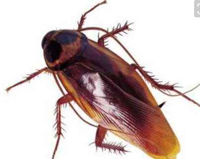 厨房虫子种类,家中厨房常见虫子有哪些图4