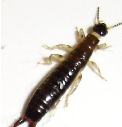 厨房虫子种类,家中厨房常见虫子有哪些图5