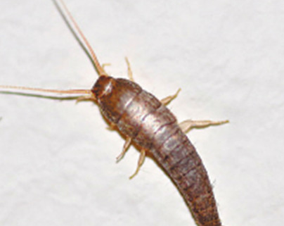 厨房虫子种类,家中厨房常见虫子有哪些图6